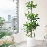 螺纹铁植物大盆栽轻奢室内大型落地绿植客厅开业乔迁绿色好养真花