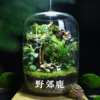 创意微景观鲜活生态瓶苔藓，组合盆栽绿植，迷你植物摆件成品可养鱼虾