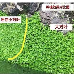 四季速成水草种子生态鱼缸水缸，前景草坪草籽造景大小对叶牛毛(叶牛毛)草籽