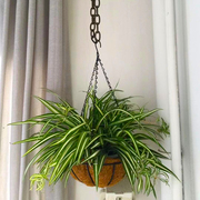 金心吊兰植物垂吊盆栽阳台观叶绿植室内客厅吸甲醛净化空气带花