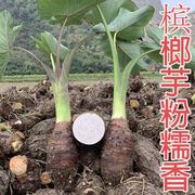 湖南香芋槟榔芋头种苗紫藤芋子现挖新鲜蔬菜农家自产种子秧苗