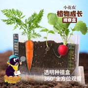 老师阳光房种植儿童科学，小实验小学生种菜蔬果植物生长观察盒
