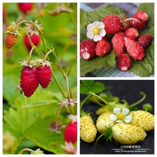 种子进口种子  高山草莓红色奇迹 黄色奇迹 多份搭配组合10粒
