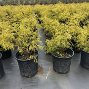 金线柏盆栽室外花镜植物金色，多年生松柏耐寒耐热黄金柏树盆景绿植