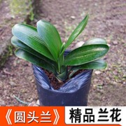 君子兰盆栽花苗圆头和尚5年大苗带花苞花卉植物室内四季开花