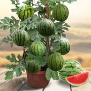 盆栽小西瓜种籽8424拇指西瓜麒麟，阳台水果种孑高产四季播番茄种子