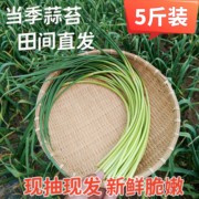 蒜苔新鲜蒜苔2024年新鲜河南蒜台红帽，蒜薹5斤农家自种应季蔬菜