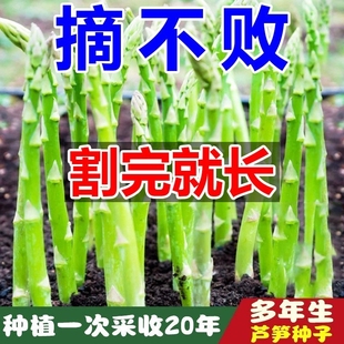 割完就长芦笋种子四季阳台花卉盆栽庭院播种有机芦笋蔬菜种子