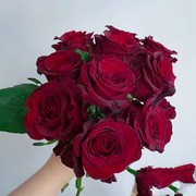 探险家玫瑰月季花苗正红色杯状切花四季开花品种多花阳台花卉