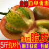 盘锦碱地铁皮柿子西红柿新鲜绿(新鲜绿)腚鹰爪脆丹东草莓番茄水果5斤产地