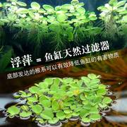 浮萍鱼缸龟缸水草植物产氧水草，观赏小鱼虾躲避屋，净水生态造景y523
