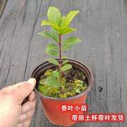 南北方四季苗香叶树可食用地中海调料树常绿月桂树香料种植树苗