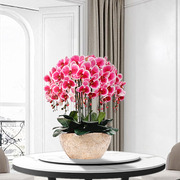 和家蝴蝶兰仿真花套装塑料花艺，绢花假花盆栽，客厅装饰餐桌干花花束