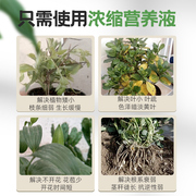 营养液植物通用型绿萝富贵竹发财树巴西木多肉水培养花卉绿植花肥