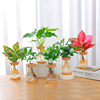 水培植物如意皇后吉利红办公室，桌面水养花卉春羽绿植小盆栽发财树