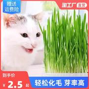 猫草无土盆栽化毛草有机种子猫咪孑已种非小麦品种好零食种子懒人
