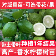 香水柠檬树苗正宗广东无籽泰国青柠檬台湾四季香水柠檬苗带果庭院