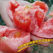 粉丽人大粉番茄种子 西红柿种籽番茄苗沙瓤柿子 老品种蔬菜种孑
