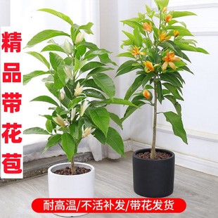 白兰花盆栽玉兰花树苗带花苞黄兰阳台庭院浓香型花卉四季开花植物