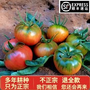 丹东草莓铁皮柿子5斤西红柿自然，熟新鲜盘锦碱地，生吃水果绿腚番茄3