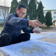 手工原味纯藕粉良哥自制不去皮  250克/罐 无添加 晒干自选