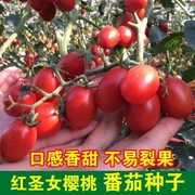 红圣女果种子樱桃小番茄高产蔬菜西红柿种籽孑盆栽黄圣女果蔬菜籽