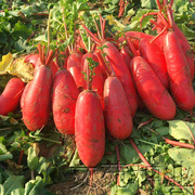 老不糠红皮水果萝卜种子种籽红萝卜种子阳台盆栽四季秋播蔬菜种孑