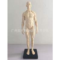 30cm艺用树脂白色全肌肉，男骨骼解剖人体模型结构美术cg绘画