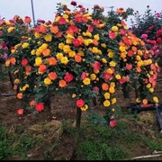 多色棒棒糖树桩月季庭院，阳台盆栽大花，月季花苗浓香型花耐寒月季花