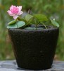 碗莲种藕微型迷你小荷花成品苗带花苞四季开花水生植物室内外花卉