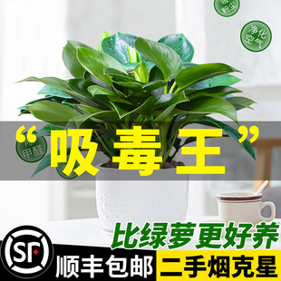 金钻盆栽绿萝箩花卉植物室内花水培绿植多肉好养易活发财树吸甲醛