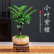 小叶紫檀盆景绿植盆栽，室内办公室桌面花卉树苗植物，老桩四季好养活