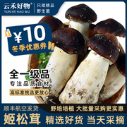 云南姬松茸新鲜菌菇特产菇类巴西菇食用菌松茸蘑菇松耸赤松茸