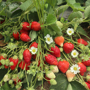 奶油草莓种子水果种籽四季种苗秧春季秋季盆栽草莓种籽孑阳台蔬菜