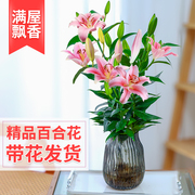 水培植物香水百合花盆栽，带花苞室内客厅花卉水养，插花花束四季开花