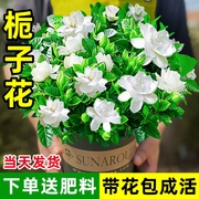 栀子花盆栽花卉绿植室内四季开花水培植物茉莉花清香木金钻好养活