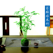 苔藓球植物米竹子净化空气水培盆景客厅室内桌面观赏盆栽造景创意