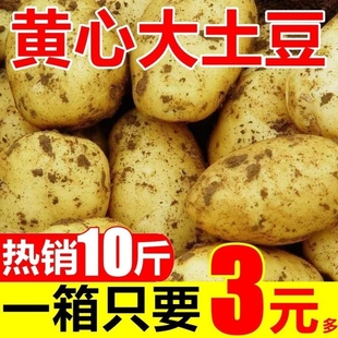 内蒙黄皮土豆3/5/10斤新鲜蔬菜现挖马铃薯洋芋黄心全部