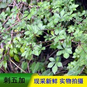 贵州原生态刺五加中药材杆刺骨加中药材刺五加茎切片根茎新货