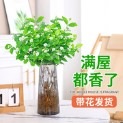 水植物绿植新房盆栽，搬家内办公室水培茉莉花，好养桌面乔迁客厅