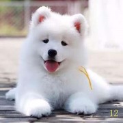 湖州绍兴萨摩耶幼犬纯种，萨摩耶犬活体微笑天使萨摩耶小狗雪橇犬哈