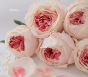铃兰家 樱花公主 超粉色包子花园玫瑰花苗盆栽阳台月季花卉