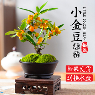小金豆盆栽新中式盆景，金豆树苗带果桌面禅意绿植，室内好养易活四季