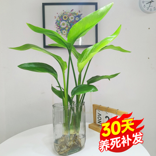 天堂鸟绿植盆栽家用好养大型水培，大叶植物四季花卉办公室内吸甲醛