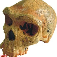 罗德西亚人头骨模型骷髅头骨骼骨架模型医用教学模型