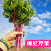 紫红芹菜种子盆栽彩色，梅红野菜蔬菜种籽四季春季禾之元香芹菜种孑