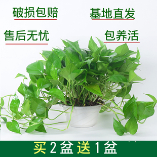 绿萝盆栽花卉植物室内吸除甲醛净化空气长藤垂吊兰大绿箩水培绿植