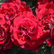 纪念芭芭拉2加仑adr认证高抗抗病强月季，阳台庭院盆栽花卉玫