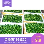 海南金桔青金桔柠檬 奶茶店专用汁多够酸  火锅店蘸料 中大果