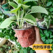 左手香盆栽原土带土绿植碰碰香印度薄荷还魂草碰碰香盆栽树苗